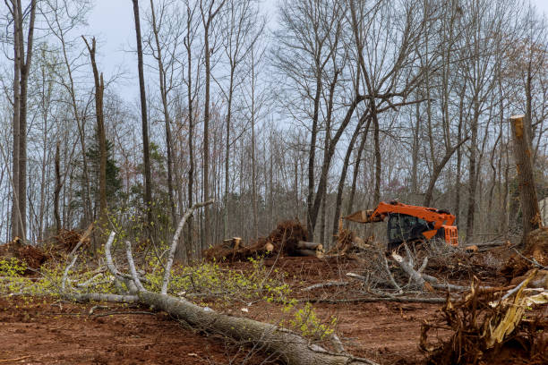 Best Tree Cabling and Bracing  in Flying Hills, PA