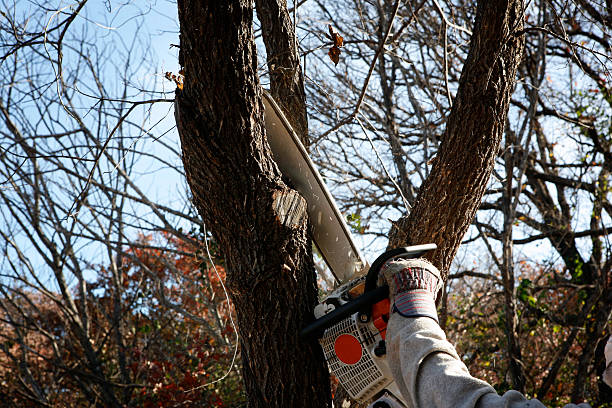 Best Tree Disease Treatment  in Flying Hills, PA