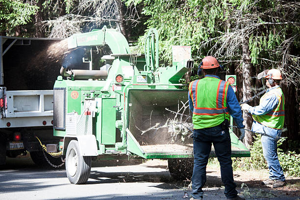 Best Fruit Tree Pruning  in Flying Hills, PA