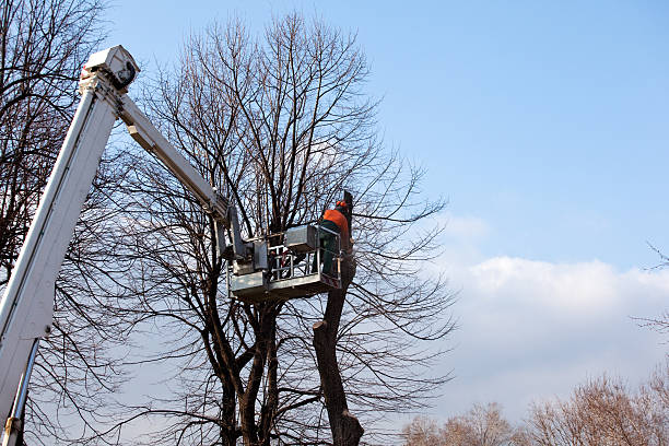 Best Emergency Tree Removal  in Flying Hills, PA