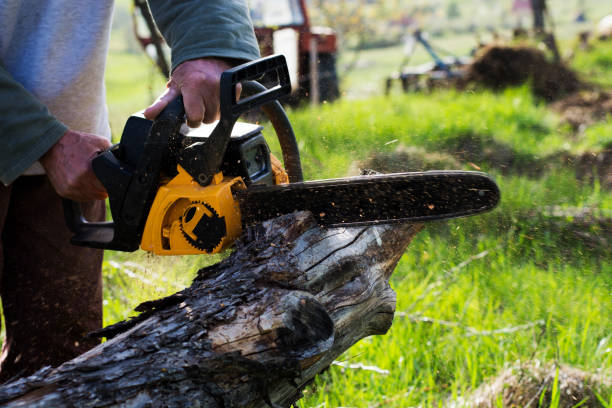 Best Stump Grinding and Removal  in Flying Hills, PA